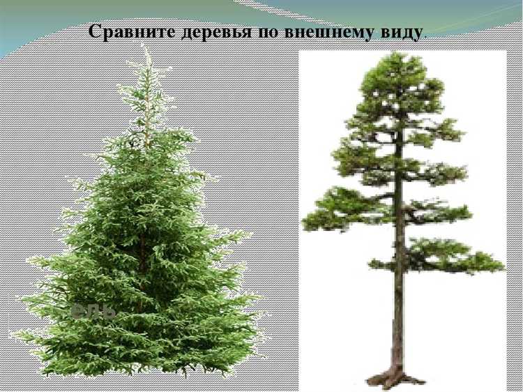 Чем отличается почва в лесу от садового грунта для хвойных