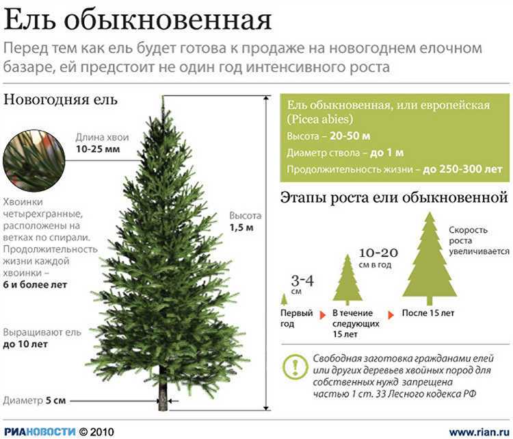 Тип почвы, на которой лучше приживается ель