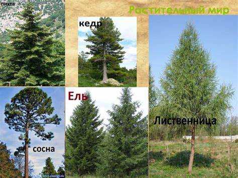 На какой почве растет ель и сосна