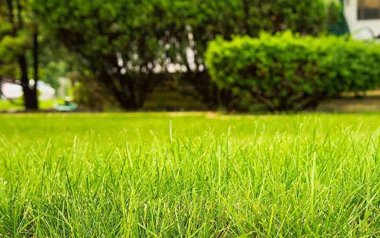 Температурные условия для осеннего посева газона