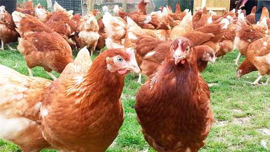 Организация сбыта продукции: мясо, яйца, молодняк