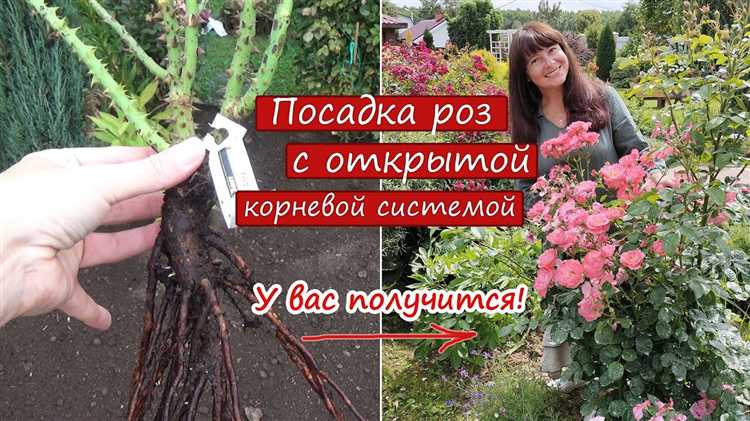 Нужно ли открывать упаковку с розами и когда это делать