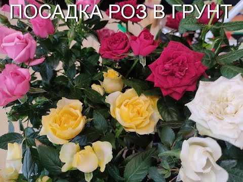 Как проверить состояние корней сразу после покупки
