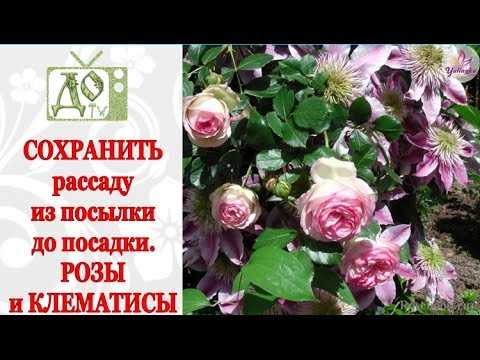 Как поддерживать подходящий уровень влажности и температуры