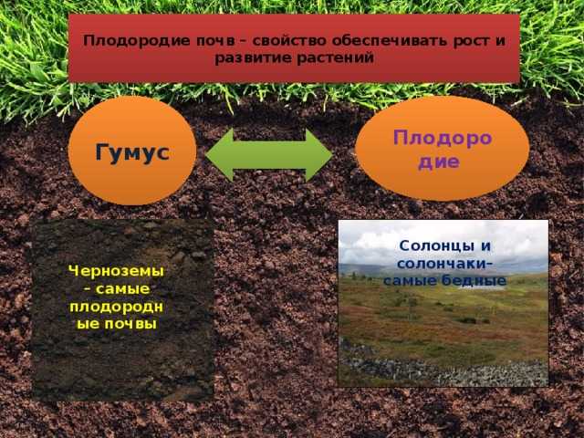 Подбор органических добавок для обогащения чернозема
