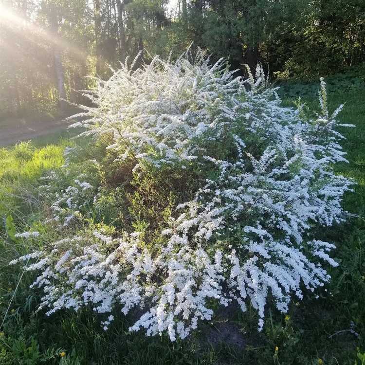 С какими хвойными культурами лучше всего сочетается спирея