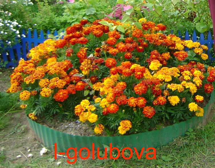 С чем сочетаются бархатцы на клумбе