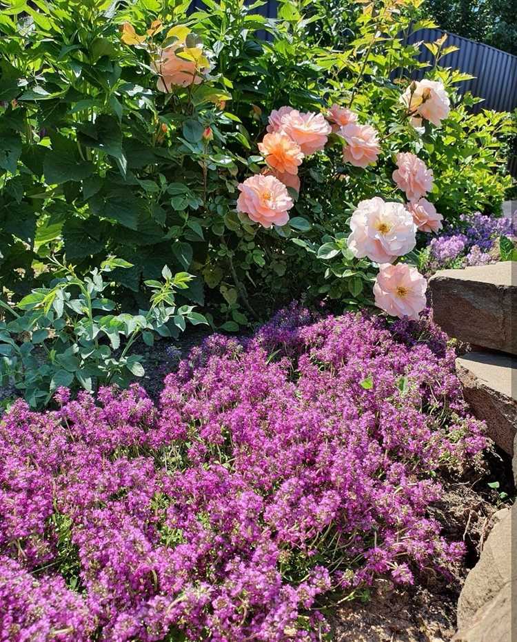 Какие многолетники лучше всего дополняют розы