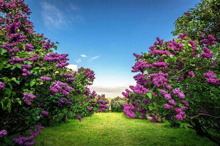 Совместимость сирени с хвойными породами на участке