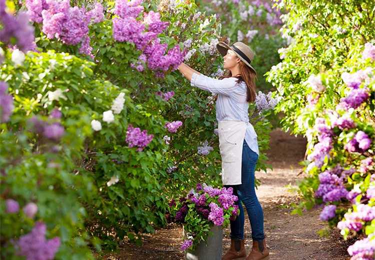 Подходящие многолетники для переднего плана у куста сирени