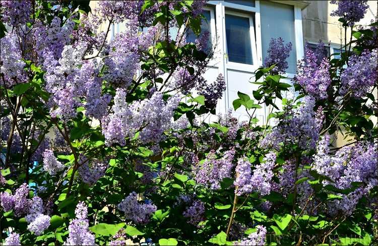 Что посадить рядом с сиренью, чтобы продлить декоративность клумбы