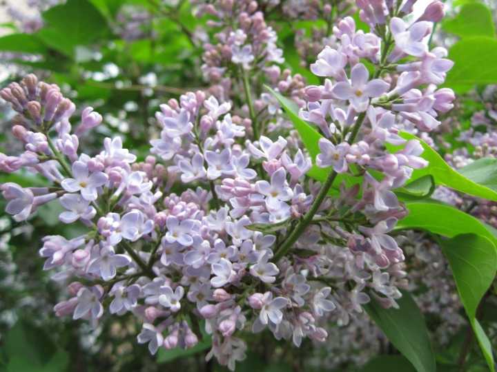 Сирень в саду: сочетания с другими растениями