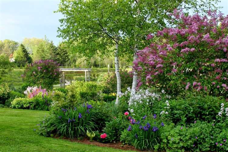 Какие почвопокровные растения сочетаются с сиренью