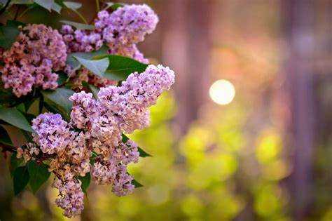 Сирень с чем сочетается в саду Сирень с чем сочетается в саду