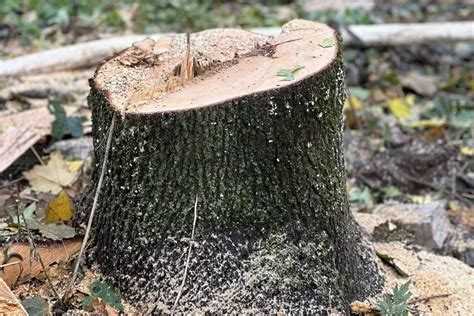 Сколько стоит порубочный билет на одно дерево