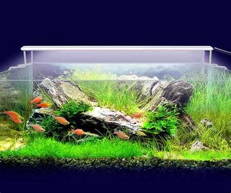 Выбор типа ламп и их размещение с учетом потребностей аквариума