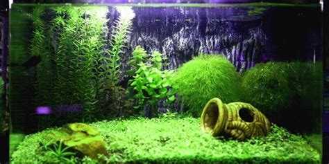 Как регулировать яркость света в аквариуме без вреда для жителей