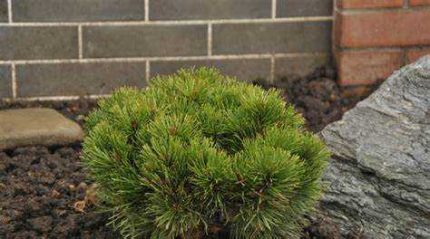 Сосна горная посадка и уход в открытом грунте