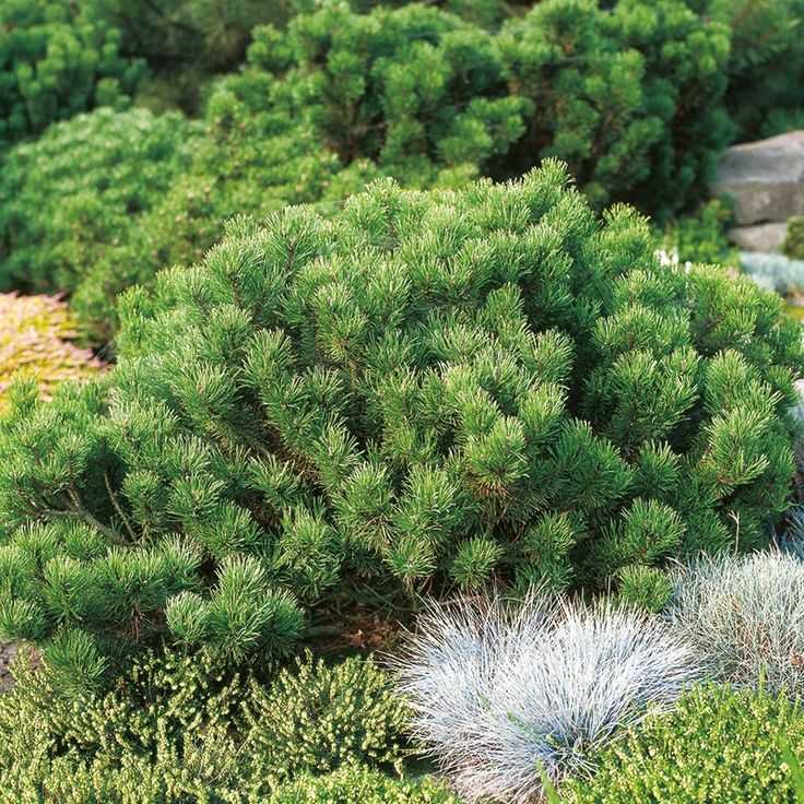 Подготовка почвы перед посадкой сосны горной