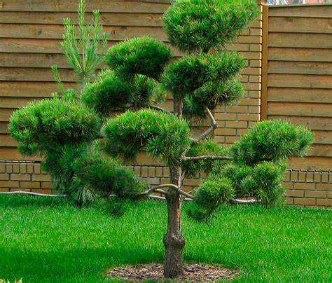 Сосна горная как сажать и ухаживать