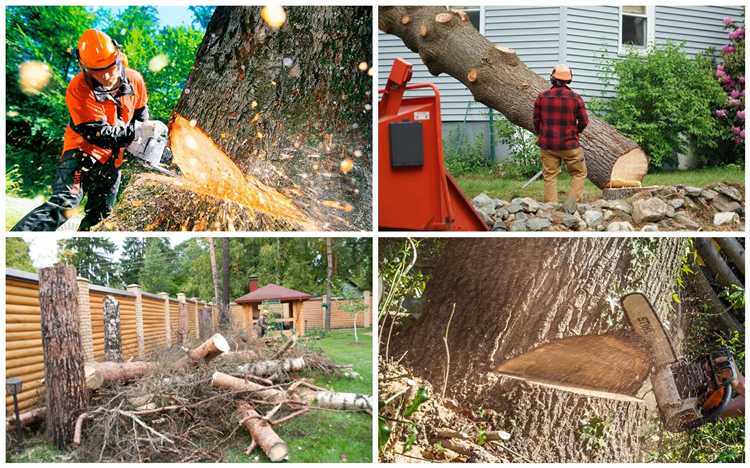 Особенности обращения в муниципальные организации по спилу веток
