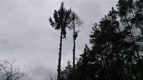 Какие службы занимаются спилом деревьев в жилой зоне