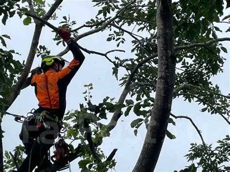 Как определить необходимость спила веток на участке