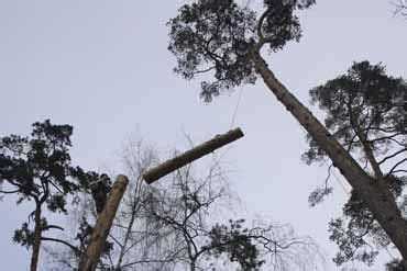 Спилить ветки дерева около дома куда обратиться Спилить ветки дерева около дома куда обратиться