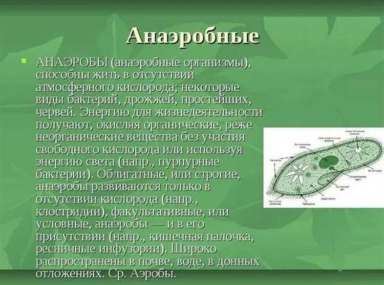 Влияние вида бактерий на скорость и качество разложения отходов