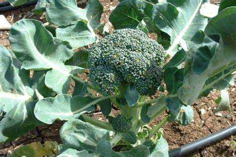 Применение дерева с кроной, как у брокколи, в ландшафтном дизайне