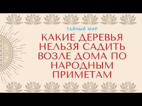 Как отличить это дерево от других с похожей кроной
