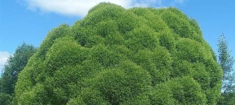 Где растёт дерево, форма которого напоминает брокколи