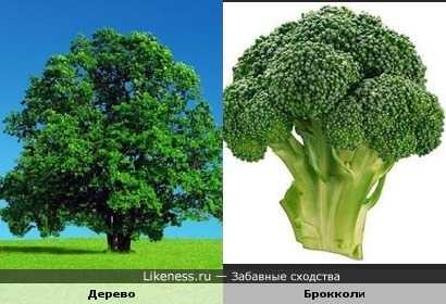Название и ботаническая классификация дерева с кроной как у брокколи