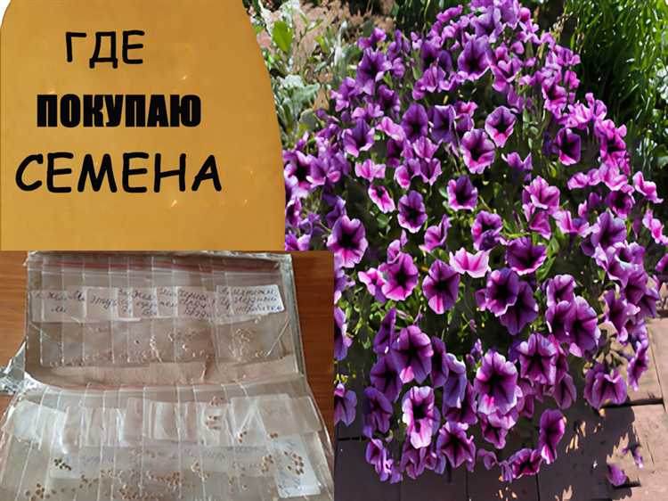 Где лучше покупать семена овощей отзывы