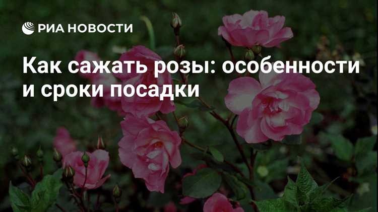 Особенности посадки роз в полутени и влияние на цветение