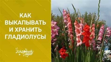 Как погодные условия влияют на сроки выкопки гладиолусов