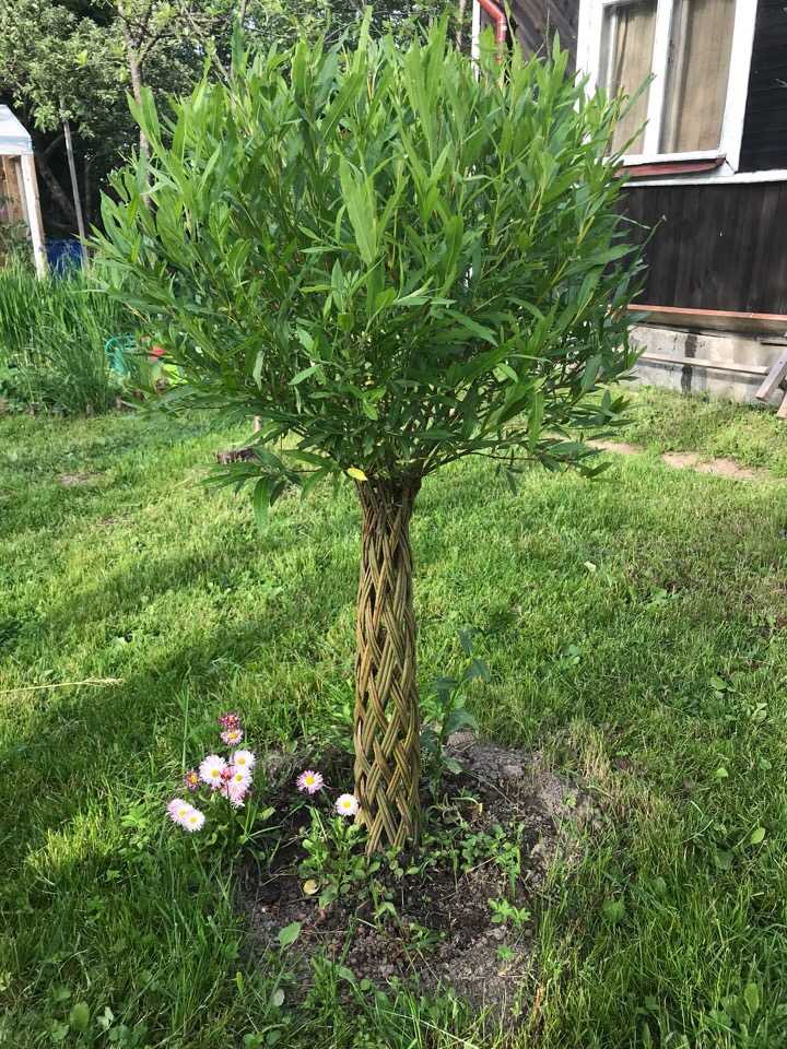 Техника плетения из ивовых веток для создания устойчивых форм