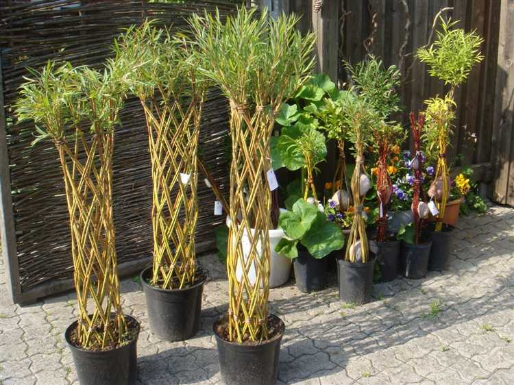 Методы подготовки ивы к плетению