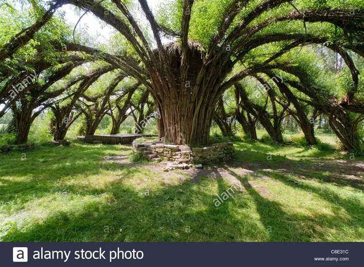 Выбор сорта ивы для плетения живых деревьев