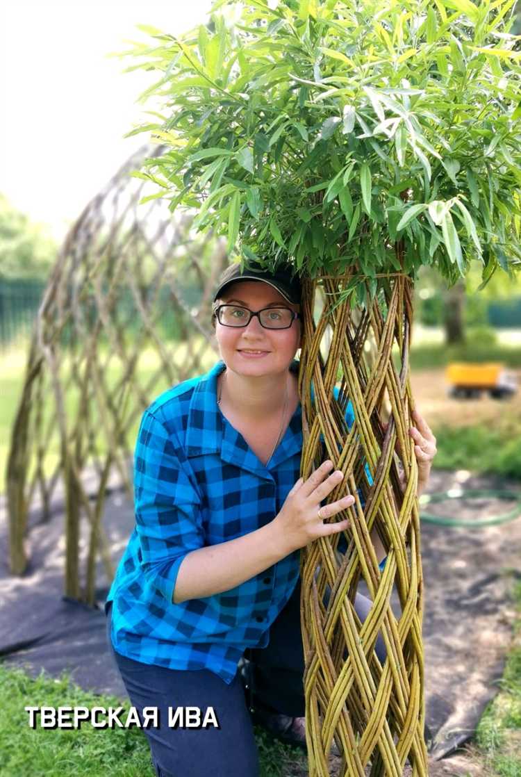 Оптимальные условия выращивания ивы для живых конструкций