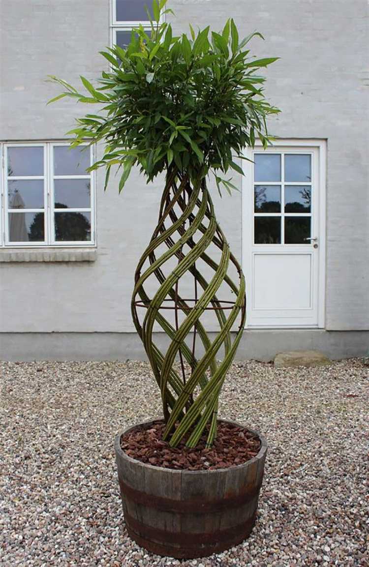 Уход за живыми плетёными деревьями из ивы в первые годы