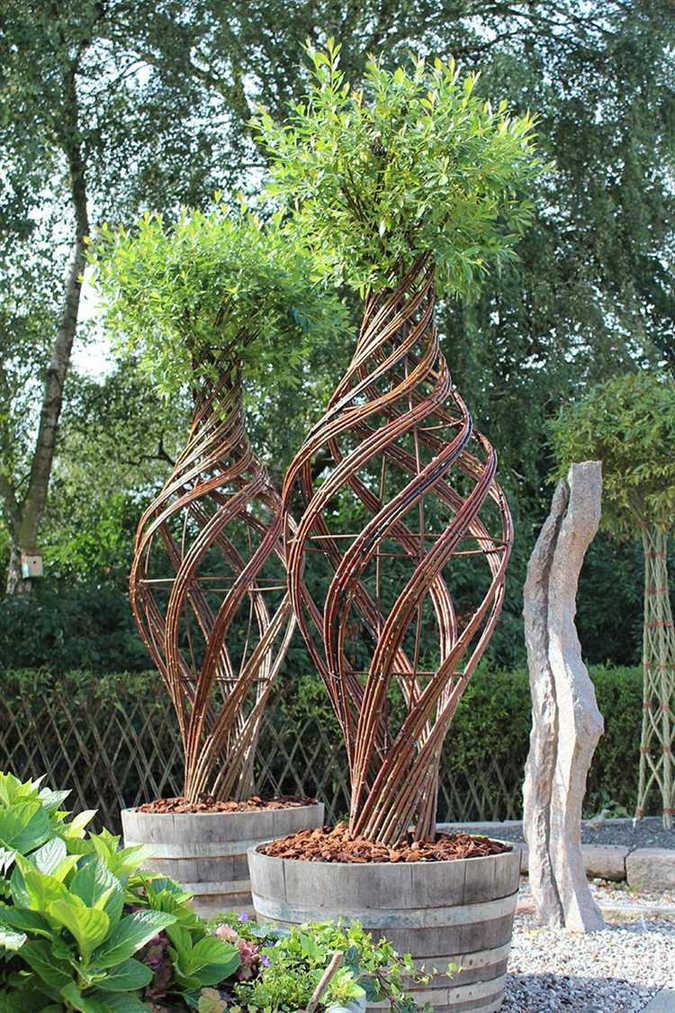 Из какой ивы плетут живые деревья Из какой ивы плетут живые деревья