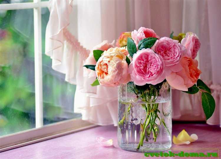 Защита роз от болезней и вредителей без химии