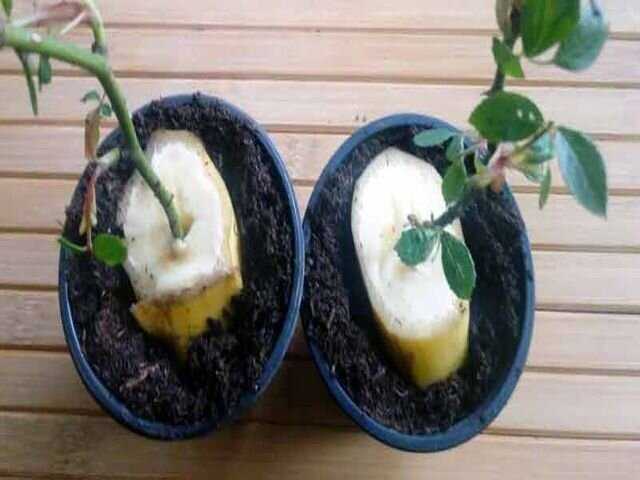 Правильная посадка и размещение саженцев роз