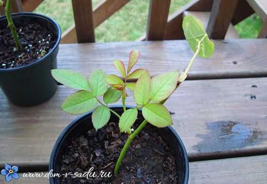 Как безболезненно вырастить розу для дальнейшей продажи