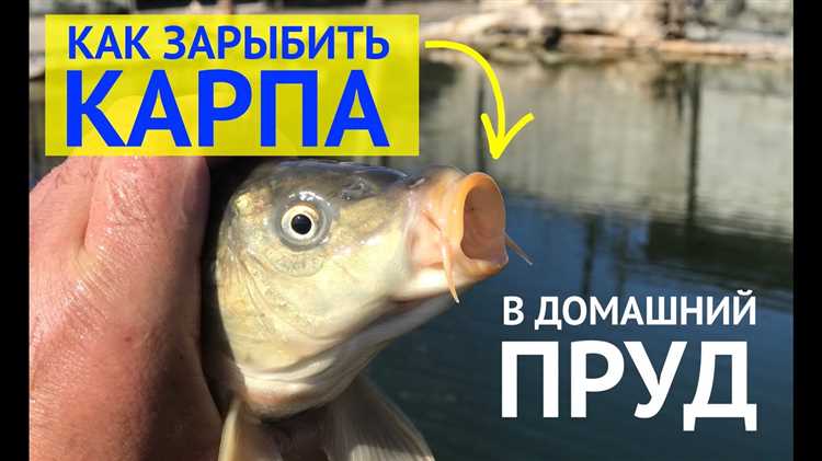 Как быстро растет карп в пруду