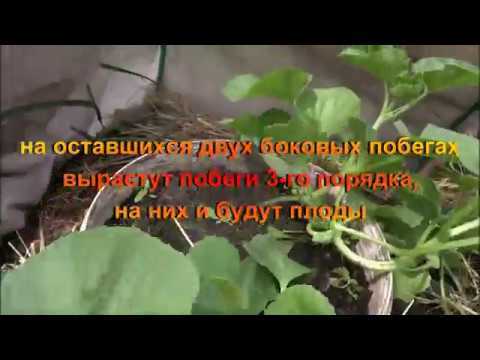 Удаление нижних листьев для улучшения проветривания