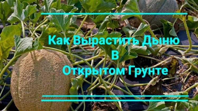 Как формировать дыню в открытом грунте