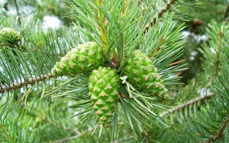 Как использовать шишки сосны на даче