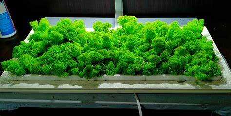 Как расположить мох для создания равномерной текстуры